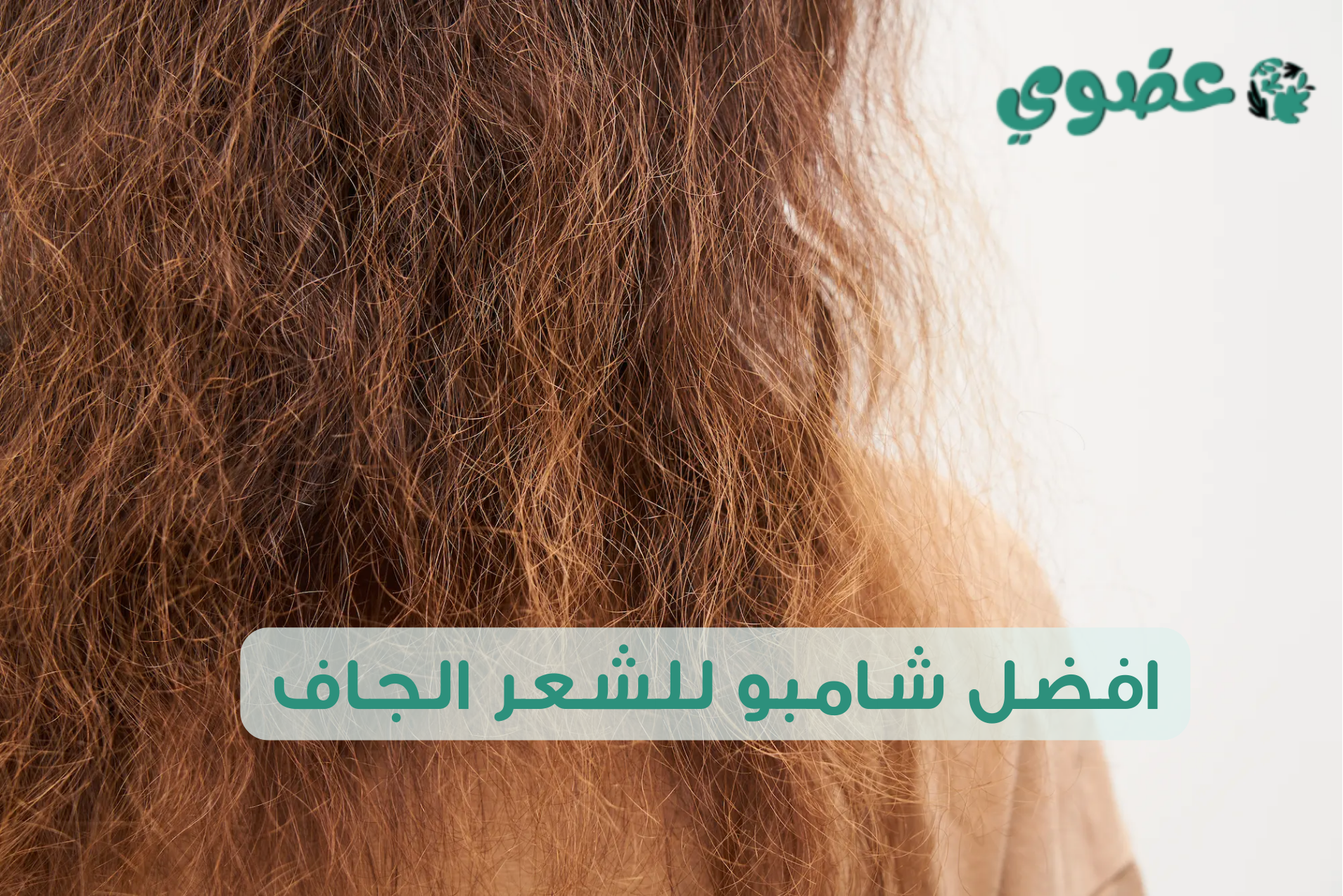 افضل شامبو للشعر الجاف